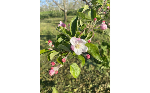 完熟 生はちみつ ( 林檎の花 ) 1瓶 100g 美谷島養蜂 沖縄県への配送不可 信州 蜂蜜 ハチミツ はちみつ ハニー りんご 花 加工食品 国産 ご当地 長野 7500円 農家直送 長野県 飯綱町 [1398]