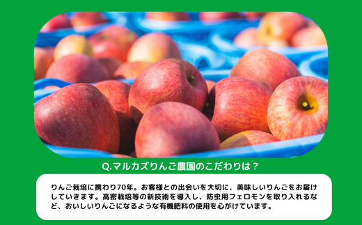 りんご シナノスイート 訳あり 10kg マルカズりんご農園 沖縄県への配送不可 2024年10月上旬頃から2024年11月上旬頃まで順次発送予定 令和6年度収穫分 傷 不揃い リンゴ 林檎 果物 フルーツ 信州 長野 17000円 予約 農家直送 長野県 飯綱町 [1391]