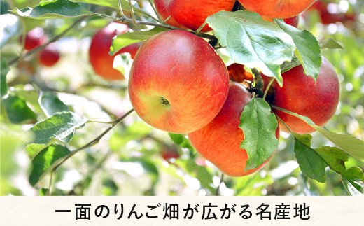 りんご サンふじ 秀 ～ 特秀 ( 大玉 ) 5kg 渡辺農園 沖縄県への配送不可 2024年12月上旬頃から2025年1月中旬頃まで順次発送予定 令和6年度収穫分 エコファーマー認定 減農薬栽培 長野県 飯綱町 [0804]