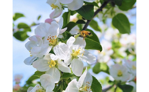 りんごジュース さみず 1000ml × 6本 果汁100% サンふじ やまり園 沖縄県への配送不可 飲料 果汁飲料 りんご リンゴ 林檎 ストレートジュース 信州 長野県 飯綱町 三水 [0390]
