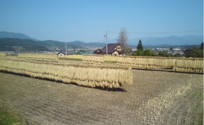 [0281]【令和6年度収穫分】こしひかり 5kg×6回【6カ月定期便】 ※沖縄県への配送不可　※2024年11月上旬頃から順次発送予定　黒柳さんのはぜかけ米　長野県飯綱町