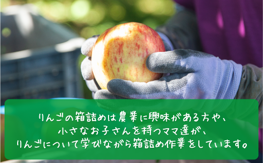 りんご サンつがる 家庭用・訳あり3kg 農家応援企画 【令和7年度収穫分】 ※沖縄県への配送不可 ※2025年8月下旬頃から9月中旬頃まで順次発送予定 長野県飯綱町[0786]