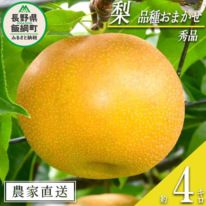 梨 朝どれ 和梨 秀品 4kg 以上 配送先は本州限定 2026年9月上旬頃から2026年10月上旬頃まで順次発送予定 窪田農園 令和8年度収穫分 除草剤不使用 長野県 飯綱町 [1468]