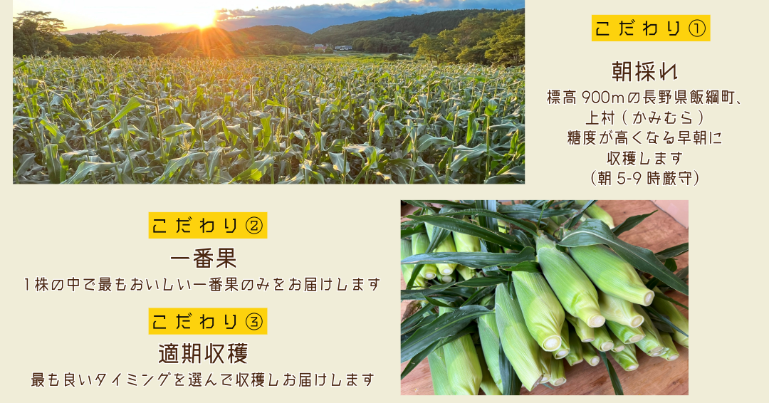 【 冷蔵 クール 】 朝採り トウモロコシ 熊さんのごちそうコーン 10本 ～ 11本 品種 ゴールドラッシュ 合同会社 TAMAI WINE 配送先は本州限定 2026年7月下旬頃から2026年8月下旬頃まで順次発送予定 令和8年度収穫分 信州 野菜 とうもろこし コーン 長野 予約 農家直送 長野県 飯綱町 [1625]