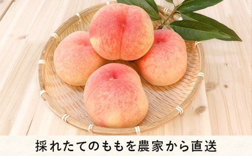 もも あかつき 秀  特秀 約 3kg 大垣農園 配送先は本州限定 2023年8月上旬頃から2023年8月中旬頃まで順次発送予定 令和5年度収穫分 信州 果物 フルーツ モモ 桃 長野 16000円 予約 農家直送 長野県 飯綱町 [0316]
