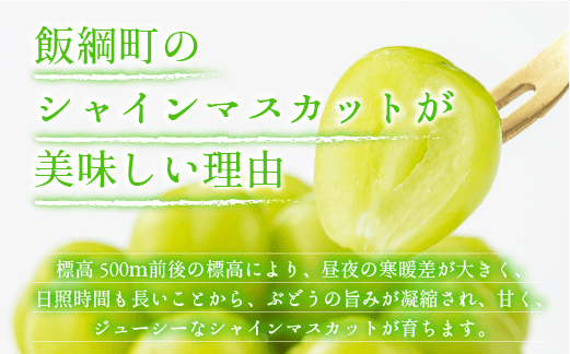 ぶどう シャインマスカット 訳あり 1kg 以上 ながの農業協同組合 配送先は本州限定 2024年10月上旬頃から2024年10月下旬頃まで順次発送予定 令和6年度収穫分 ブドウ マスカット フルーツ 果物 長野県 飯綱町 [1692]