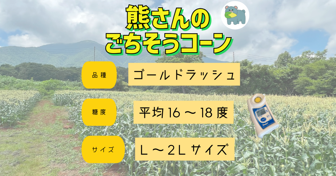 【 冷蔵 クール 】 朝採り トウモロコシ 熊さんのごちそうコーン 20本 ～ 22本 品種 ゴールドラッシュ TAMAI WINE 配送先は本州限定 2025年8月上旬頃から2025年8月下旬頃まで順次発送予定 令和7年度収穫分 信州 野菜 とうもろこし コーン 長野 22000円 予約 農家直送 長野県 飯綱町 [1787]