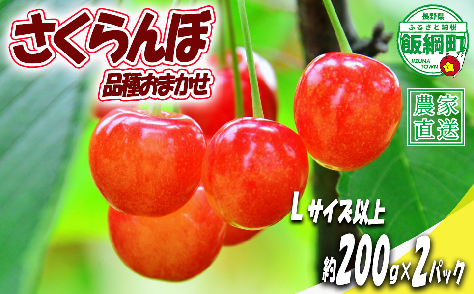 【 Lサイズ以上 冷蔵便 朝採り 当日発送 】 さくらんぼ Lサイズ以上 200g × 2パック （ 品種おまかせ ） 配送先は本州限定 2026年6月中旬〜2026年7月上旬まで順次発送予定 サイズL チェリー サクランボ 長野県 飯綱町 [2076]