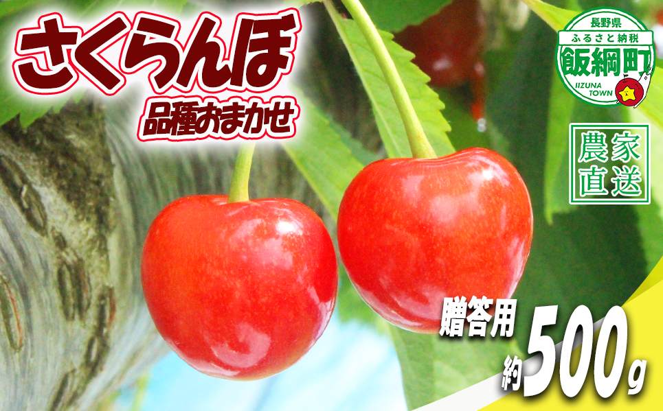 【 贈答品 冷蔵便 朝採り 当日発送 】 さくらんぼ 500g 贈答パック （ 品種おまかせ ） 配送先は本州限定 2026年6月中旬〜2026年7月上旬まで順次発送予定 チェリー サクランボ ギフト 長野県 飯綱町 [2077]