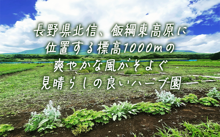 ティーバッグ （ 2g ） おまかせ 6袋セット 飯綱ハーバルブリーズ 飲料 ハーブ ティー お茶 信州 長野県 飯綱町 [2107]
