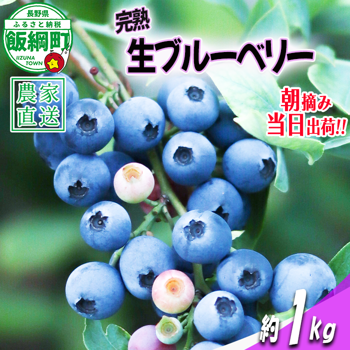 【 冷蔵便 】 朝摘み 完熟 ブルーベリー 1kg 井澤農園 配送先は本州限定 令和8年度収穫分 2026年7月上旬頃から2026年9月上旬頃まで順次発送予定 信州 果物 フルーツ ベリー 長野 予約 農家直送 長野県 飯綱町 [0811]
