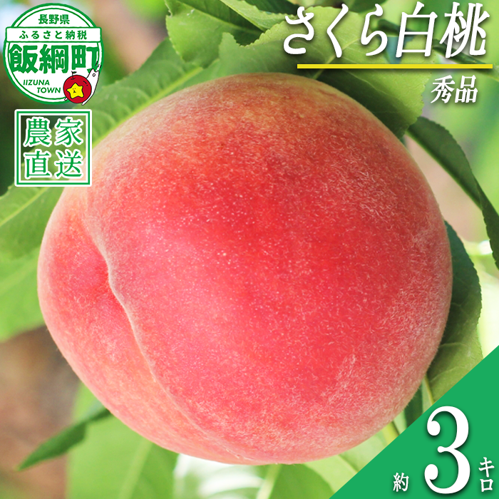 もも 完熟 さくら白桃 秀品 3kg サイズおまかせ 白桃 井澤農園 配送先は本州限定 2026年9月中旬頃から2026年10月上旬頃まで順次発送予定 令和8年度収穫分 エコファーマー認定 信州 果物 フルーツ 大玉 モモ 桃 長野 予約 農家直送 長野県 飯綱町 [1564]