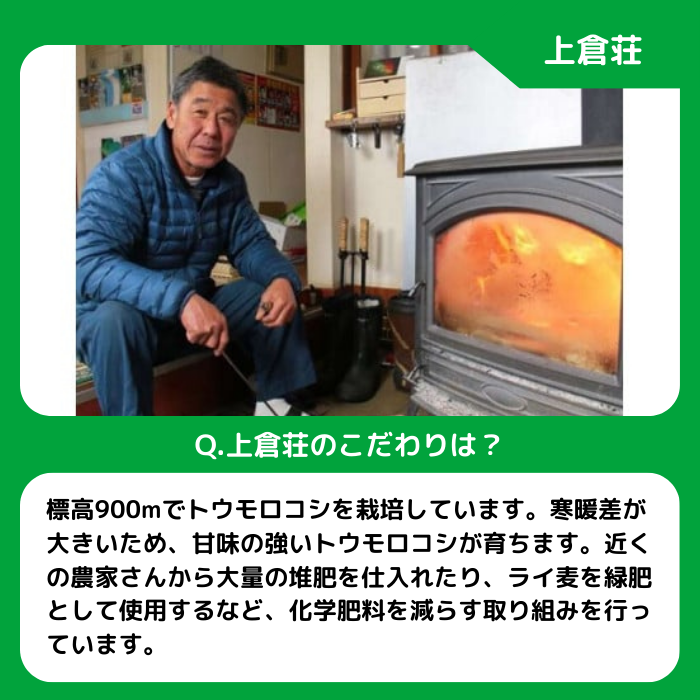 信州産 朝採り【 黄色 】 とうもろこし 8本 ～ 12本 ( 品種 おおもの ) 上倉荘 配送先は本州限定 2026年8月上旬頃から2026年9月中旬頃まで順次発送予定 信州 トウモロコシ コーン おおもの 野菜 黄色 イエロー 長野県 飯綱町 [0763]