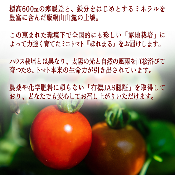 [ クール便 / 冷蔵便 ] 【 NAO's FARM 】 ミニトマト ほれまる 1kg 2026年8月上旬頃から2026年9月上旬頃まで順次発送予定 令和8年度収穫分沖縄県配送不可 株式会社みみずや 元サッカー日本代表 石川直宏 ほれまる 信州 野菜 甘い ミニトマト 産地直送 長野 予約 長野県 飯綱町 [2134]