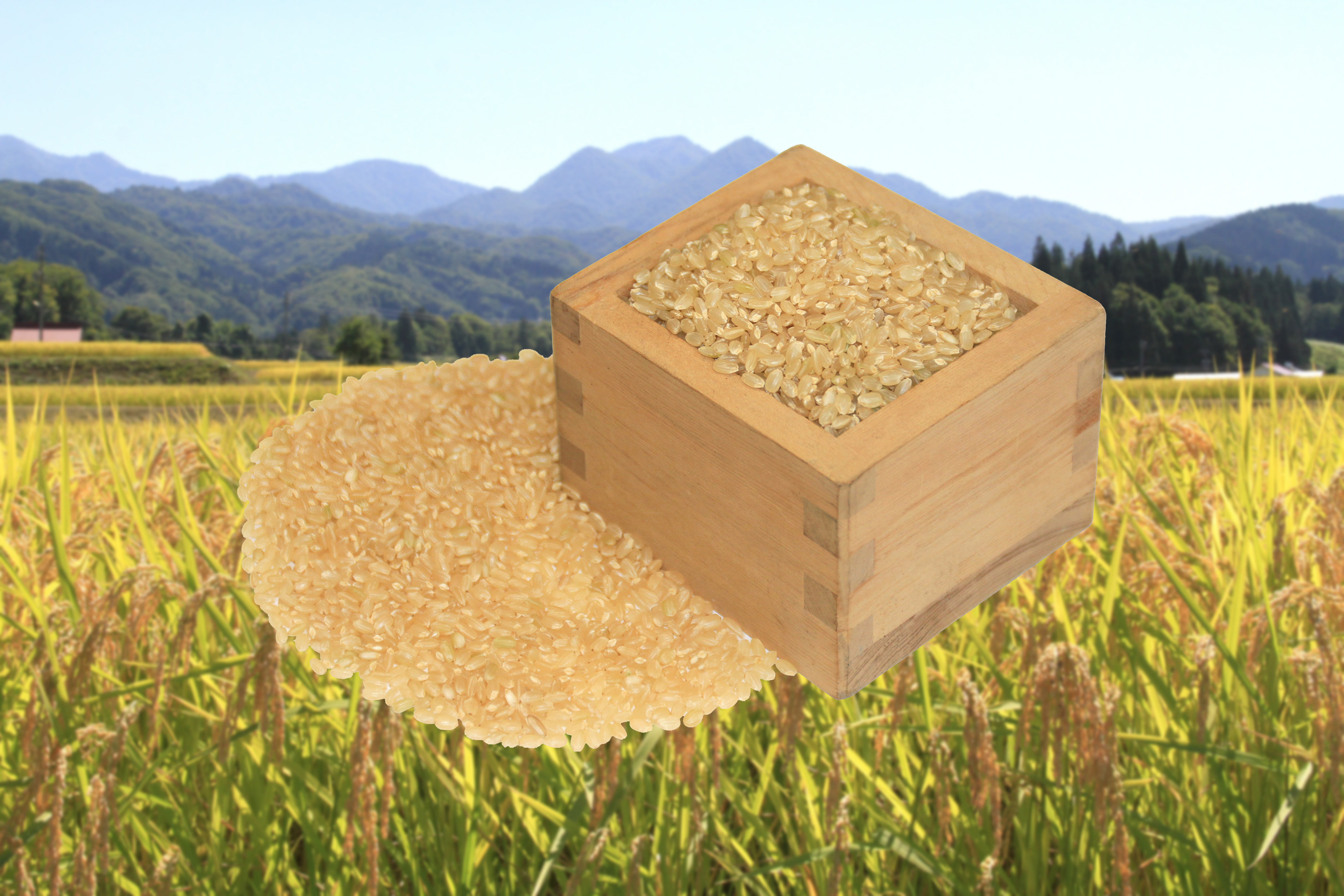 【令和7年(2025年)3月発送】美味しい玄米でお届け！栄村産コシヒカリ最高評価特Ａ米「心づかい」10kg （令和6年産）