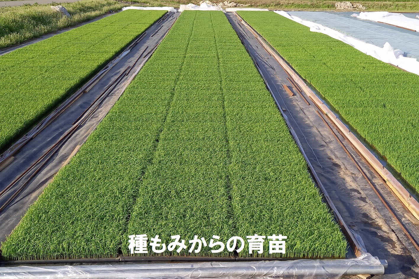 《令和７年産》長野県栄村産コシヒカリ「青倉米」特別栽培米白米５kg