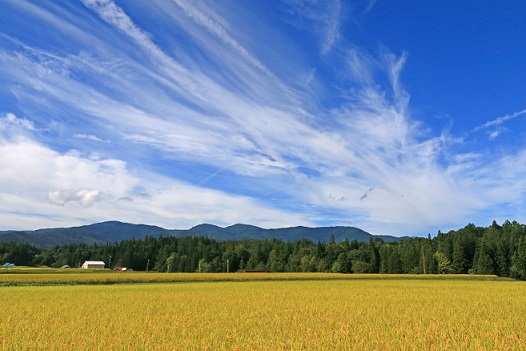 【令和7年(2025年)6月発送】美味しい玄米でお届け！栄村産コシヒカリ最高評価特Ａ米「心づかい」10kg （令和6年産）