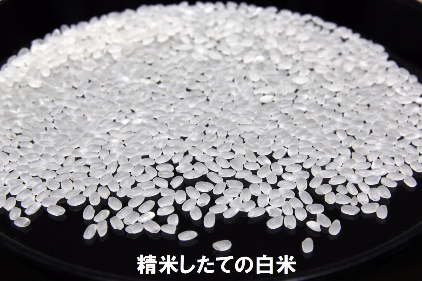 《令和７年産》長野県栄村産コシヒカリ「青倉米」特別栽培米白米５kg