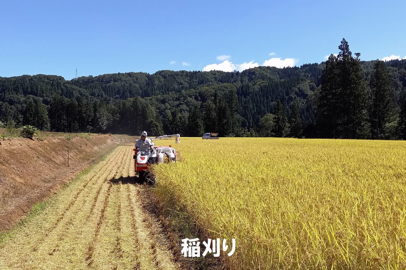 《令和７年産》長野県栄村産コシヒカリ「青倉米」特別栽培米白米５kg