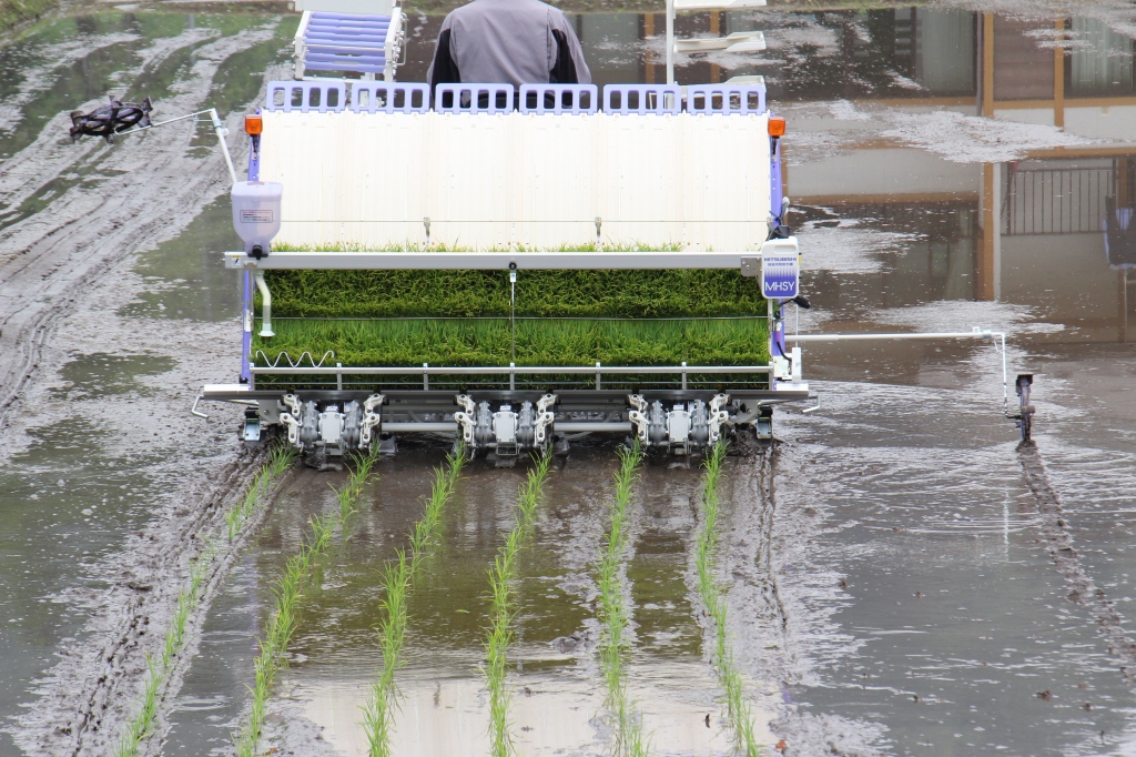 ã什åïŒå¹Žç£ãé·éçæ æç£é¢šããããéåç±³ãç¹å¥æ œå¹ç±³çœç±³ïŒkg