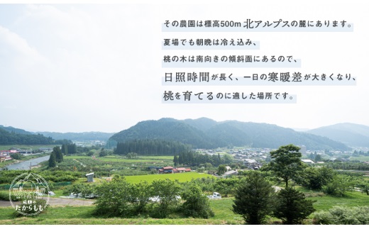 飛騨のたからもも 糖度11度以上（4-6玉）※7月中旬～順次お届け | 桃 朝採れ 白桃 もも フルーツ ギフト 果物 人気 おまかせ 飛騨桃 飛騨高山 つむぎ果樹園 d566