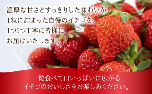 【数量限定】先行予約 いちご【3月・4月限定発送】朝摘み! 濃厚 紅ほっぺ 約900g～1kg | 産地直送 農家直送 2パック 苺 イチゴ 数量限定 果物 フルーツ 新鮮 春 旬 国産 飛騨高山 m BerryFarm KL001