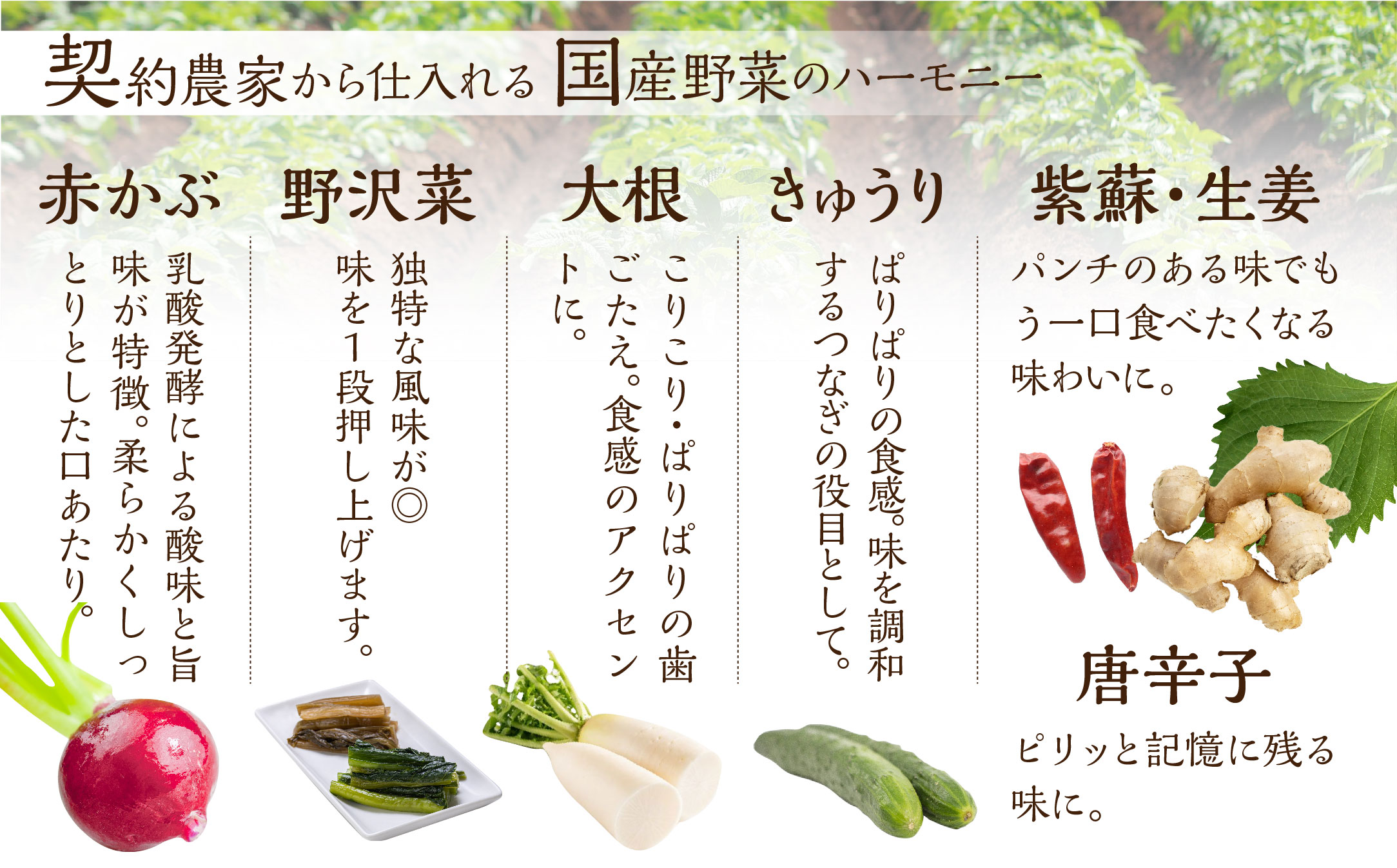 めしどろぼ漬け6袋セット 漬物 漬け物 香の物 副菜 郷土料理 お漬物 ご飯のおとも うら田 KF001