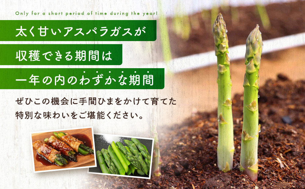 【2026年発送・先行受付】ひだっこアスパラ 500g | アスパラ アスパラガス 飛騨産 野菜 春  夏野菜  産地直送 新鮮 食品 おいしい 人気 飛騨高山 ひだっこの里 CM007