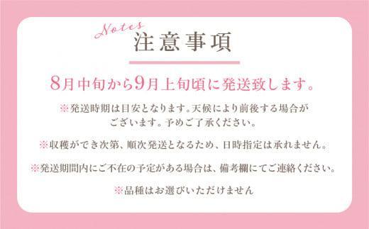 【数量限定】ひだ桃 10～12玉 3kg前後 箱詰め 桃 もも フルーツ 果物 8月中旬～順次発送 飛騨高山 産地直送 期間限定 飛騨もも ひだ桃源郷 CN010