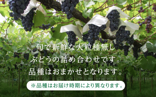 【先行予約】山本果樹園 季節の大粒種無しぶどう 詰め合わせ 約1.2kg（2房〜3房）| 9月中旬〜順次発送 果物 フルーツ おいしい ぶどう 種なし 飛騨高山 山本果樹園 MA001