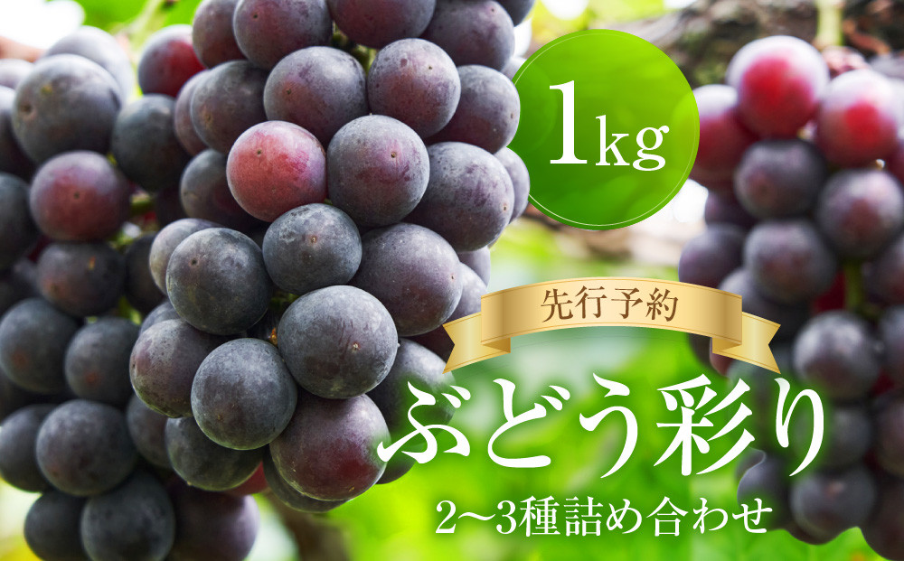 ＜先行予約＞ ぶどう彩り2～3種詰め合わせ 1kg | 品種おまかせ 朝採れ フルーツ 果物 食品 おいしい 人気 シャインマスカット マスカット 飛騨高山 ぶどうマルシェTSUZUKU SK001