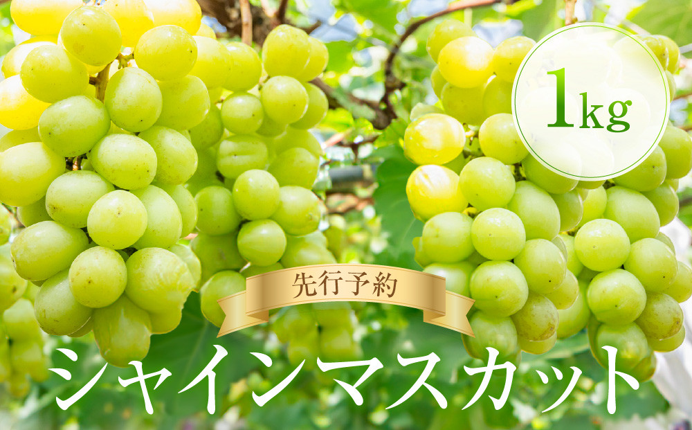＜先行予約＞ シャインマスカット 1kg | ぶどう 朝採れ フルーツ ブドウ 種無し 高糖度 大粒 おいしい 人気 飛騨高山 ぶどうマルシェTSUZUKU SK003