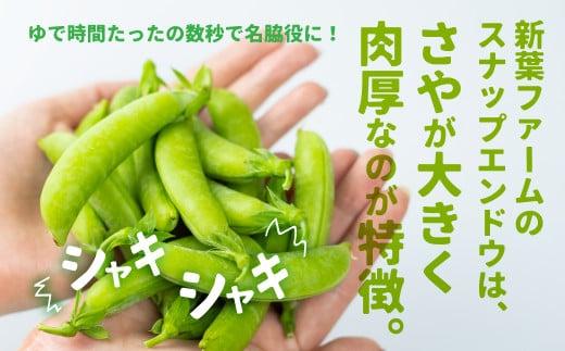 【先行予約】《収穫次第順次発送》 飛騨高山産 スナップえんどう 560g | 野菜 旬 新鮮 飛騨 高山 エンドウ 豆 スナックエンドウ スナップ えんどう豆 飛騨高山 新葉ファーム FV006