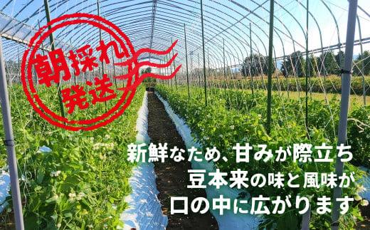 【先行予約】《収穫次第順次発送》 飛騨高山産 スナップえんどう 560g | 野菜 旬 新鮮 飛騨 高山 エンドウ 豆 スナックエンドウ スナップ えんどう豆 飛騨高山 新葉ファーム FV006