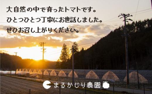 【2025年予約受付】旬の味をお届け！果肉が厚くてみずみずしい 飛騨高山産トマト 『麗月』1.3kg | とまと トマト 産地直送 野菜 飛騨高山 まるかじり農園 FW001VC01