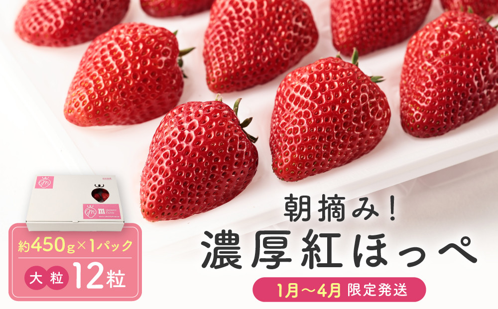 【いちご大粒12粒】朝摘み! 濃厚紅ほっぺ 約450g×1パック（数量限定／先行予約／1月〜4月発送）| いちご フルーツ 大粒 おいしい ハウス栽培 飛騨高山 m BerryFarm KL002