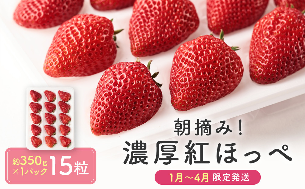 【いちご15粒】朝摘み! 濃厚紅ほっぺ 約350g×1パック（数量限定／先行予約／1月〜4月発送）| いちご フルーツ 甘い おいしい ハウス栽培 飛騨高山 m BerryFarm KL004