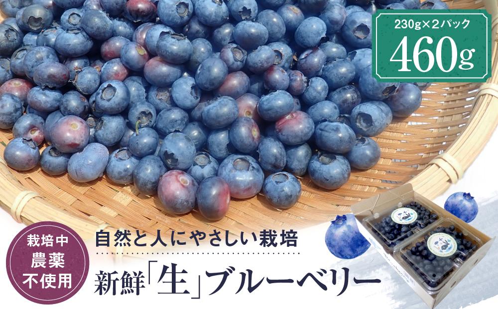 【7〜8月限定】新鮮「生」ブルーベリー460g（230g×２パック）（栽培中農薬不使用） 【治助ファーム LJ001】