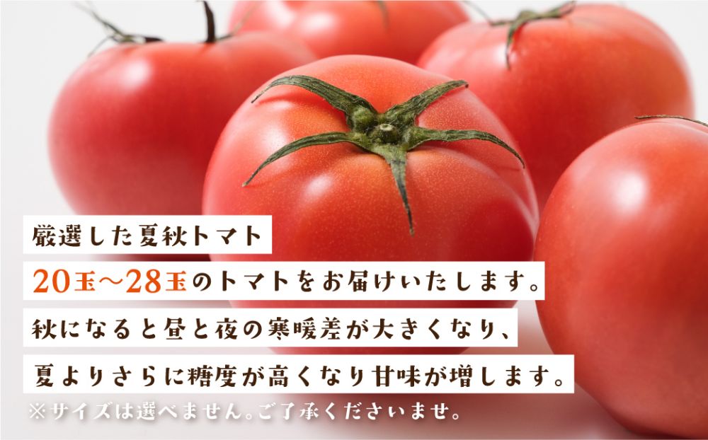 秋の濃い味 飛騨トマト 4kg 大玉 トマト とまと 秋 野菜 期間限定 産地直送 野菜 飛騨高山 宿儺さま TR4286
