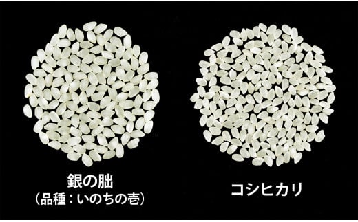 【令和6年産 新米】＜全12回定期便＞ 皇室献上米『銀の朏』5kg 中津川市加子母産 栽培期間中化学肥料不使用 お米 新米 精米 F4N-1142