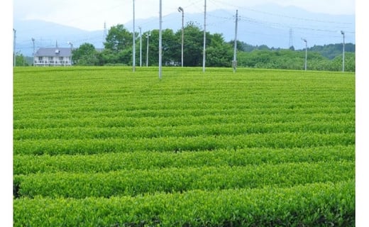 市川製茶オリジナル銘茶 200g 2缶