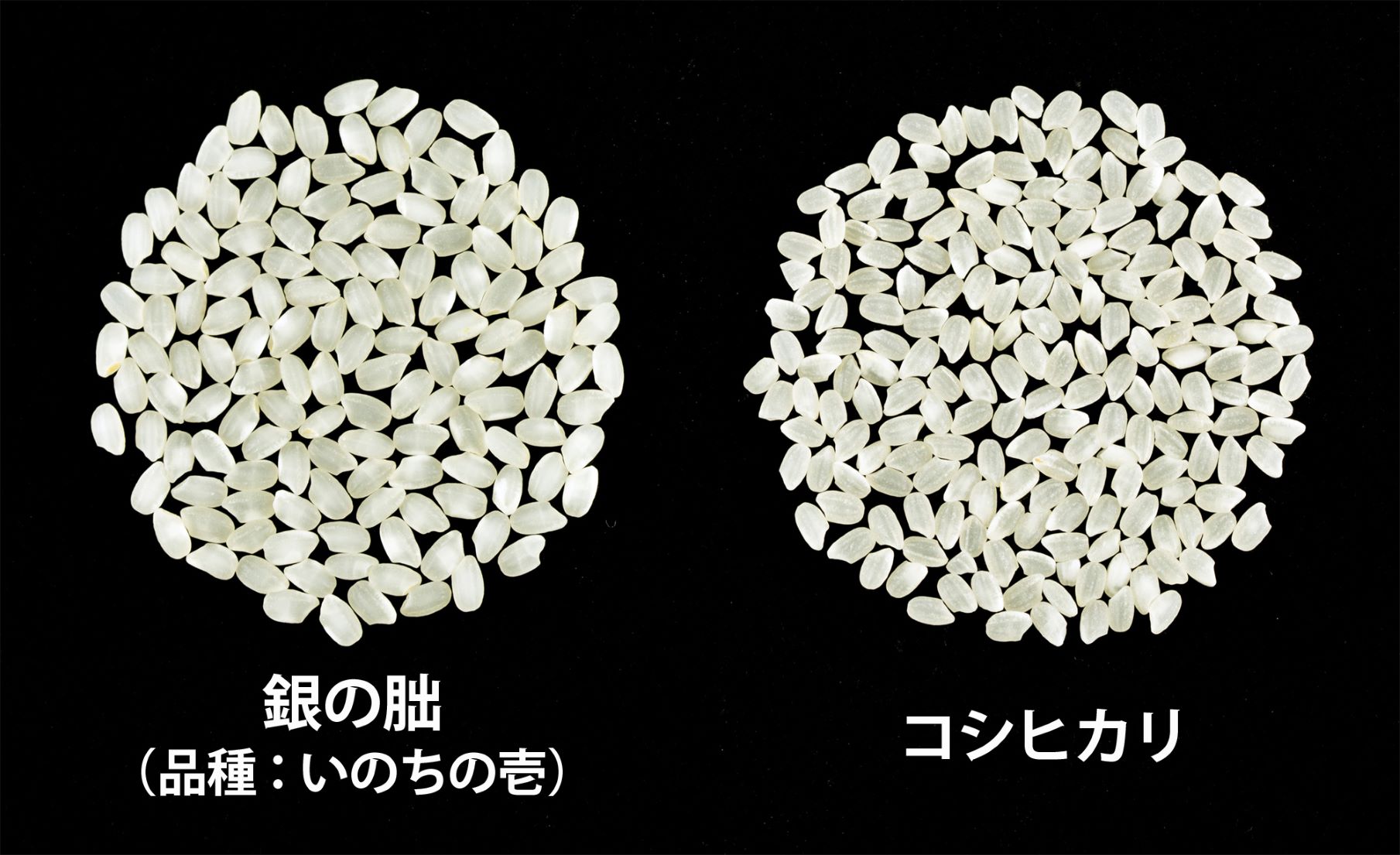 ＜テレビで紹介されました！＞【定期便】皇室献上米『銀の朏』3kg×12ヶ月分 中津川市加子母産 化学肥料不使用 160-001