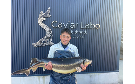 äžæŽ¥å·ãã£ã㢠S Caviar ãªã·ã§ãã©ïŒãã·ã¢ãã§ãŠã¶ã¡ïŒ F4N-1210