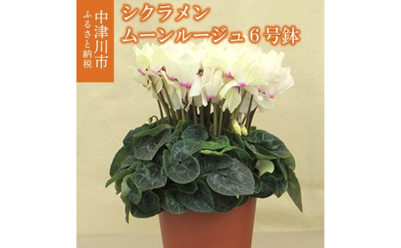 シクラメン「ムーンルージュ」6号鉢（18cm）【お届け：11月〜12月】 F4N-1398