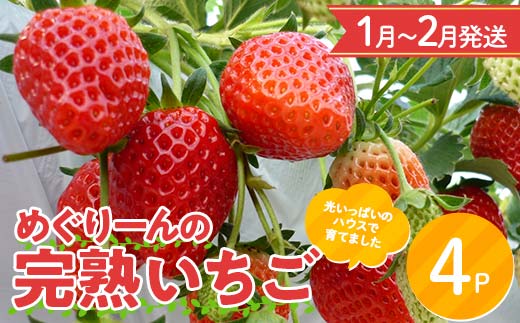 【数量限定】【1月〜2月発送】 産地直送! めぐりーんの完熟いちご（章姫） 4パック F4N-0104