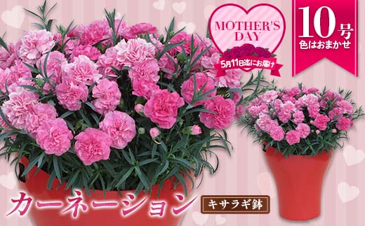 カーネーション10号キサラギ鉢（30cm） F4N-1397