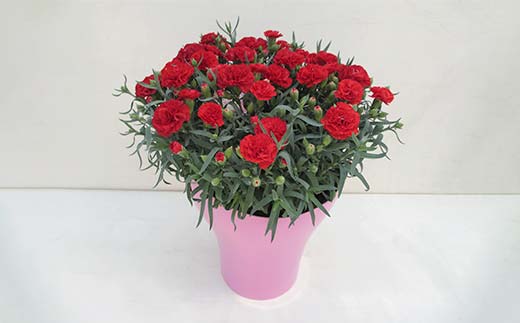 ã«ãŒããŒã·ã§ã³10å·ããµã©ã®é¢ïŒ30cmïŒ F4N-1397