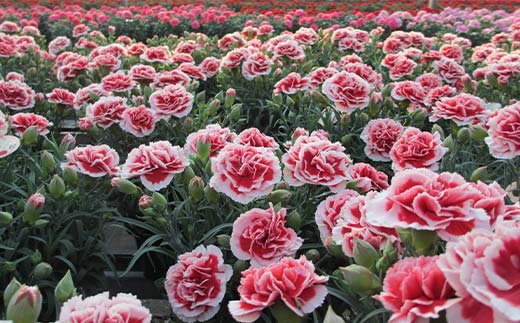 ã«ãŒããŒã·ã§ã³10å·ããµã©ã®é¢ïŒ30cmïŒ F4N-1397