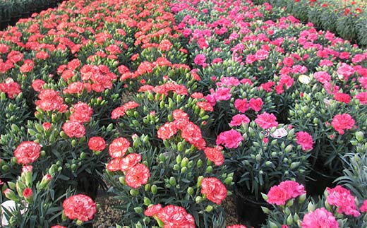 ã«ãŒããŒã·ã§ã³10å·ããµã©ã®é¢ïŒ30cmïŒ F4N-1397