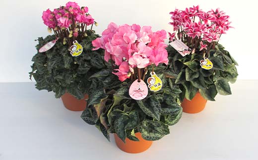 シクラメン 6号鉢（18cm） ますだ農園【お届け：11月～12月】 花 植物 フラワー F4N-1399